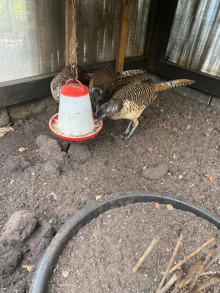 Lady Amherst fazanten, Dieren en Toebehoren, Pluimvee | Toebehoren, Zo goed als nieuw, Overige typen, Ophalen
