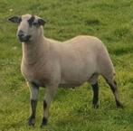 Maasduinen ram ooi lam lammeren schaap schapen, Dieren en Toebehoren, Meerdere dieren, Schaap