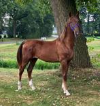 Tuigpaard merrie’s, Merrie, Minder dan 160 cm, 0 tot 2 jaar
