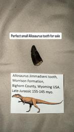 Allosaurus Jimmadseni Tand - Wyoming, Ophalen of Verzenden, Fossiel
