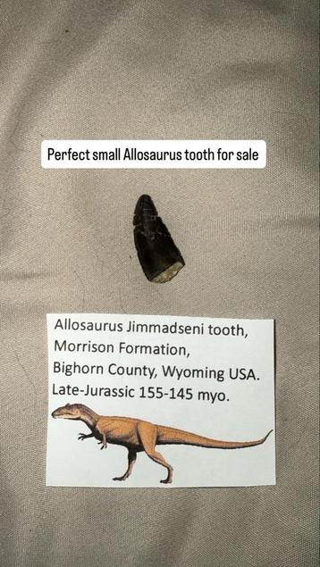 Allosaurus Jimmadseni Tand - Wyoming beschikbaar voor biedingen
