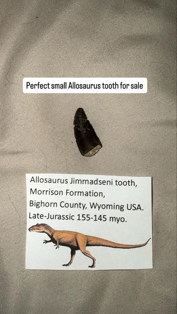 Allosaurus Jimmadseni Tand - Wyoming, Verzamelen, Mineralen en Fossielen, Fossiel, Ophalen of Verzenden