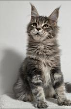 Maine Coon Aria female  Aldona's Gift *PL, Dieren en Toebehoren, Katten en Kittens | Raskatten | Langhaar, Kater, Ontwormd