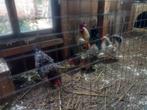 Serama kippen + Haan, Dieren en Toebehoren, Pluimvee