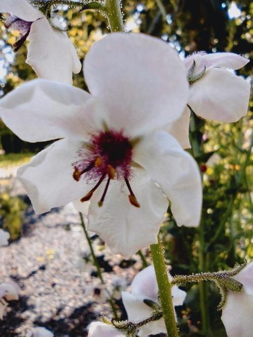 Zaden Mottenkruid wit - Verbascum blattaria f. albiflorum, Tuin en Terras, Bloembollen en Zaden, Zaad, Voorjaar, Volle zon, Verzenden