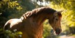 Super leuke, lieve, knappe D/E pony te koop, Dieren en Toebehoren, Merrie, B, Gechipt, 11 jaar of ouder
