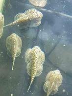 Hobbyaquarium Tijger Gastromyzon “Sewellia Lineolata”, Vis, Zoetwatervis, Schoolvis