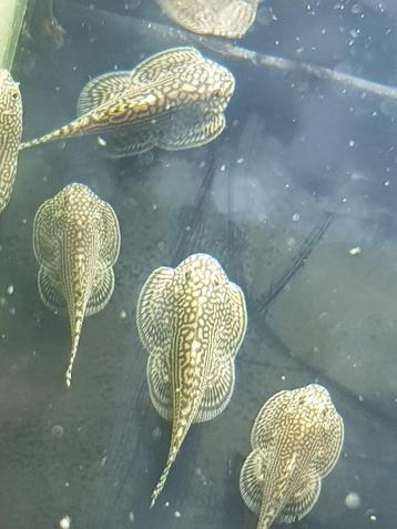 Hobbyaquarium Tijger Gastromyzon/ Sewelia lineolata beschikbaar voor biedingen