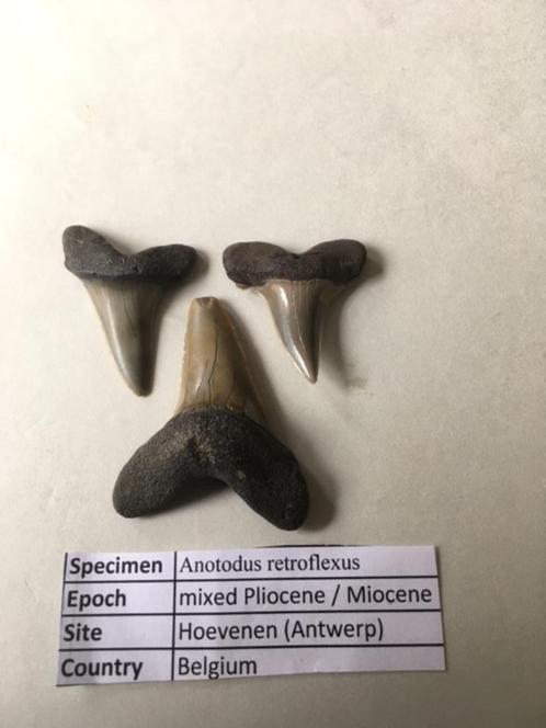 Haaientanden uit Hoevenen: Anotodus retroflexus, Verzamelen, Mineralen en Fossielen, Fossiel, Ophalen of Verzenden