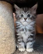 Maine coon kittens met stamboom, Dieren en Toebehoren, Poes, Gechipt, 0 tot 2 jaar