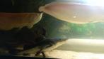 Arowana albinos 60cm, Dieren en Toebehoren, Vis