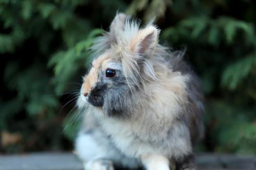 Leuke voedster konijn zoekt goed huisje, Dieren en Toebehoren, Konijnen, Klein, Vrouwelijk, 3 tot 5 jaar