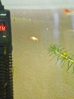 Koi guppy man, Ophalen, Overige typen