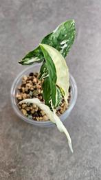 Syngonium Albo Variegata #2, Huis en Inrichting, Kamerplanten, Ophalen of Verzenden, Overige soorten, Minder dan 100 cm