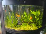 Mooie groot aquarium met vissen, Dieren en Toebehoren, Ophalen