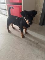Jack russel, Reu, Eén hond, Nederland, Particulier