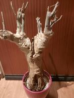 Adansonia digitata XXL Baobab, caudex plant, succulent, Huis en Inrichting, Kamerplanten, Verzenden, Overige soorten, Minder dan 100 cm