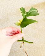 Rhaphidophora Tetrasperma Variegata #3, Huis en Inrichting, Kamerplanten, Ophalen of Verzenden, Halfschaduw, Minder dan 100 cm