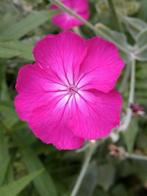 zaden Lychnis coronaria roze, Verzenden, Voorjaar, Volle zon, Zaad