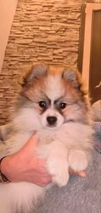 Prachtige tricolor dwergkees/ pomeriaan reu, Dieren en Toebehoren, Honden | Poolhonden, Keeshonden en Oertypen, Keeshond, Reu