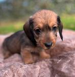 Dwergteckel pups ruwhaar x gladhaar, Dieren en Toebehoren, Honden | Teckels en Dashonden, Parvo, Reu, 8 tot 15 weken, Dwerg