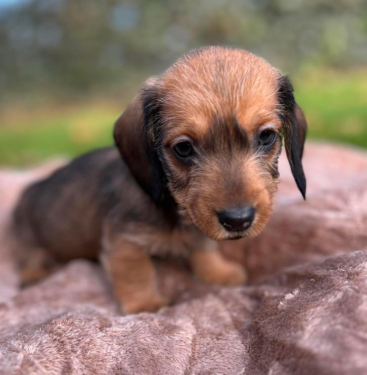 Dwergteckel pups ruwhaar x gladhaar, Dieren en Toebehoren, Honden | Teckels en Dashonden, Reu, Ruwhaar, Dwerg, Particulier, Meerdere