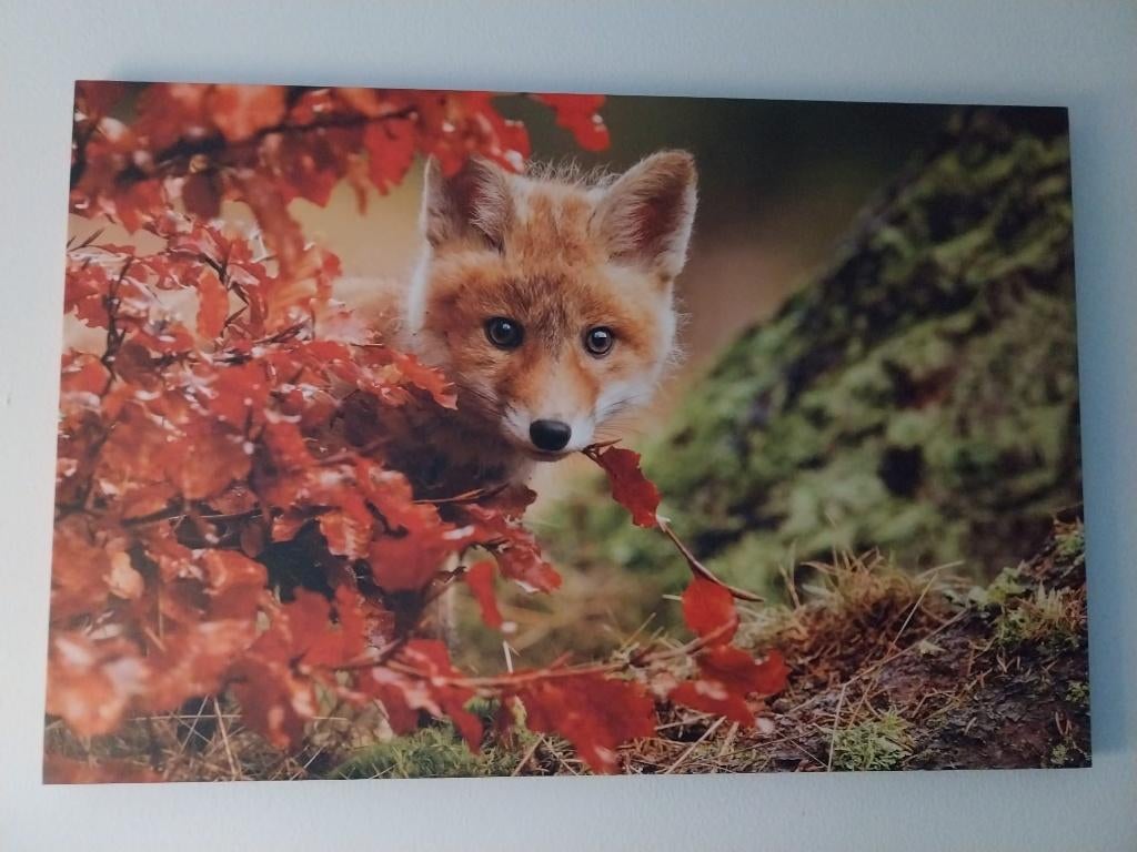 Vosje in bos canvas, Ophalen, 50 tot 75 cm, Overige typen, Nieuw