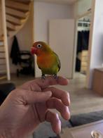 Supper tame dwergpapagaai, Mannelijk, Dwergpapegaai of Agapornis