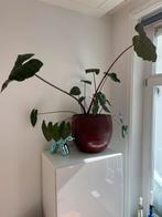 Olifantsoor plant, Huis en Inrichting, Kamerplanten, Ophalen, Overige soorten, Minder dan 100 cm, Bloeiende kamerplant