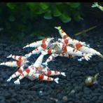 Caridina Crystal red garnalen prl pure red line, Dieren en Toebehoren, Vissen | Aquariumvissen, Kreeft, Krab of Garnaal, Zoetwatervis
