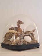 Een Bijzonder Stuk, Struisvogel Baby in Antieke Stolp, Ophalen of Verzenden, Zo goed als nieuw, Vogel, Opgezet dier