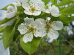 **GOEDKOOP** Pyrus communis, Gewone Peer, fruitboom, Minder dan 100 cm, Lente, Perenboom, Ophalen of Verzenden