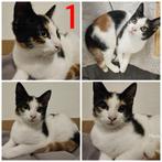 Kittens en moeder poes, Dieren en Toebehoren, Meerdere dieren, Kortharig, 0 tot 2 jaar