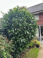 Laurierstruik, Tuin en Terras, Ophalen, Laurier, Struik, 100 tot 250 cm