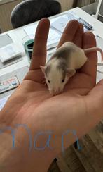 Dumbo husky ratjes/rittens, Dieren en Toebehoren, Knaagdieren, Rat, November, Meerdere dieren, Tam