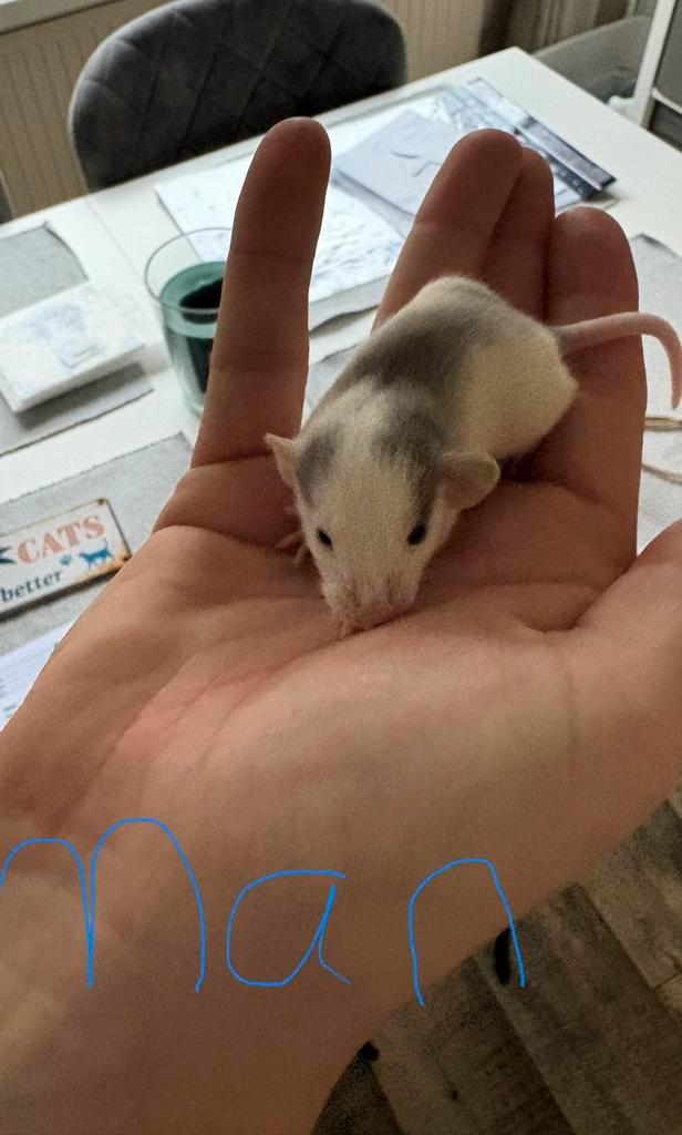 Dumbo husky ratjes/rittens, Dieren en Toebehoren, Knaagdieren, Meerdere dieren, Rat, November, Tam