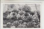 Boskoop?, Verzamelen, Ophalen of Verzenden, 1920 tot 1940, Ongelopen, Zuid-Holland