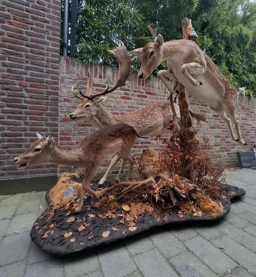 Opgezette damherten taxidermy hert opgezet jacht gewei jager, Verzamelen, Dierenverzamelingen, Opgezet dier, Hert, Ophalen