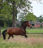 Prachtige 3 jarige merrie, Dieren en Toebehoren, Paarden, Merrie, Onbeleerd, Gechipt, 3 tot 6 jaar