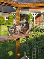Postduiven duiven kleurpostduiven, Dieren en Toebehoren, Vogels | Duiven, Meerdere dieren, Postduif
