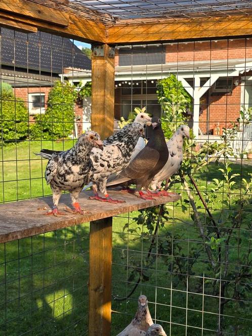 Postduiven duiven kleurpostduiven, Dieren en Toebehoren, Vogels | Duiven, Postduif, Meerdere dieren