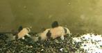 Corydora Panda, Dieren en Toebehoren, Vissen | Aquariumvissen, Vis, Zoetwatervis, Schoolvis