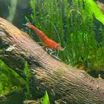 Bloody Mary garnalen, Kreeft, Krab of Garnaal
