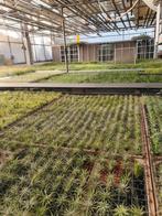 Tillandsia/luchtplanten kwekerij, Huis en Inrichting, Kamerplanten, Ophalen of Verzenden