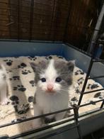 Boerderijkittens, Dieren en Toebehoren, Katten en Kittens | Overige Katten, Meerdere dieren