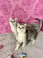 Briste Korthaar kittens Poesjes Silver, Dieren en Toebehoren, Katten en Kittens | Overige Katten, Meerdere dieren, Kortharig, 0 tot 2 jaar