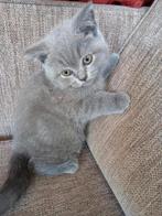 100% britse korthaar, Meerdere dieren, Ontwormd, 0 tot 2 jaar