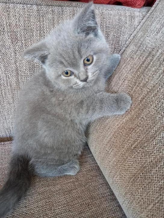 100% britse korthaar, Dieren en Toebehoren, Katten en Kittens | Raskatten | Korthaar, Meerdere dieren, 0 tot 2 jaar, Ontwormd