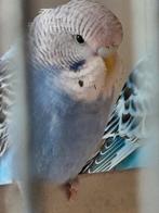 Grasparkieten, Meerdere dieren, Parkiet