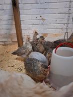 Creamlegnar hennetjes, Dieren en Toebehoren, Vrouwelijk, Kip